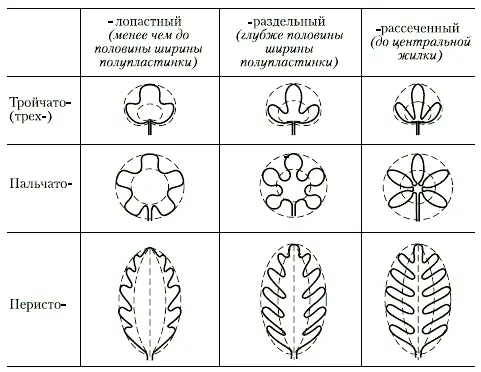 Типы расчленения пластинки простого листа ПЛАСТИНЧАТАЯ КОЛЛЕНХИМА - фото 54