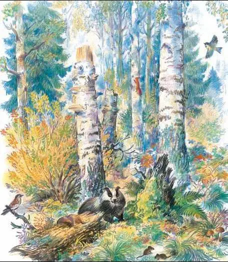 Иллюстрация к книге М М Пришвина Этажи леса Художник В Бастрыкин 1990е - фото 428