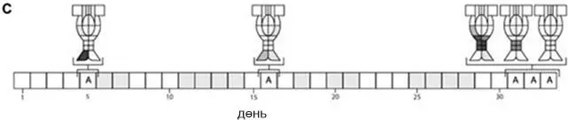 Тепловая карта женских наружных половых органов и промежности с указанием - фото 1
