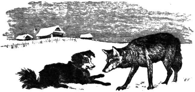 Худой волк ходил подле деревни и встретил жирную собаку Волк спросил у собаки - фото 4