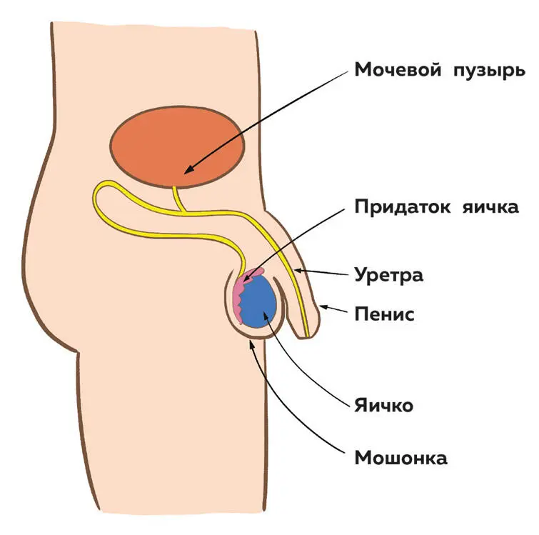 У мальчиков есть встроенная система защиты яичек Мошонка это кожный мешочек - фото 20