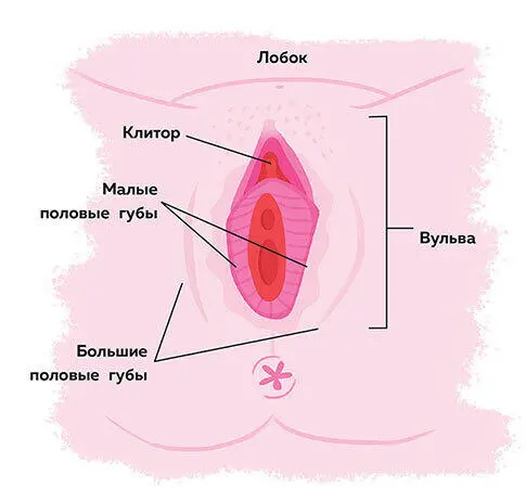 Уход за лобковыми волосами Как и другая растительность на теле лобковые - фото 14