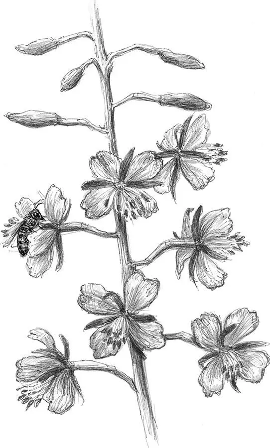 Не все растения яруса трав можно назвать цветами 51 Цветы бытовое - фото 25