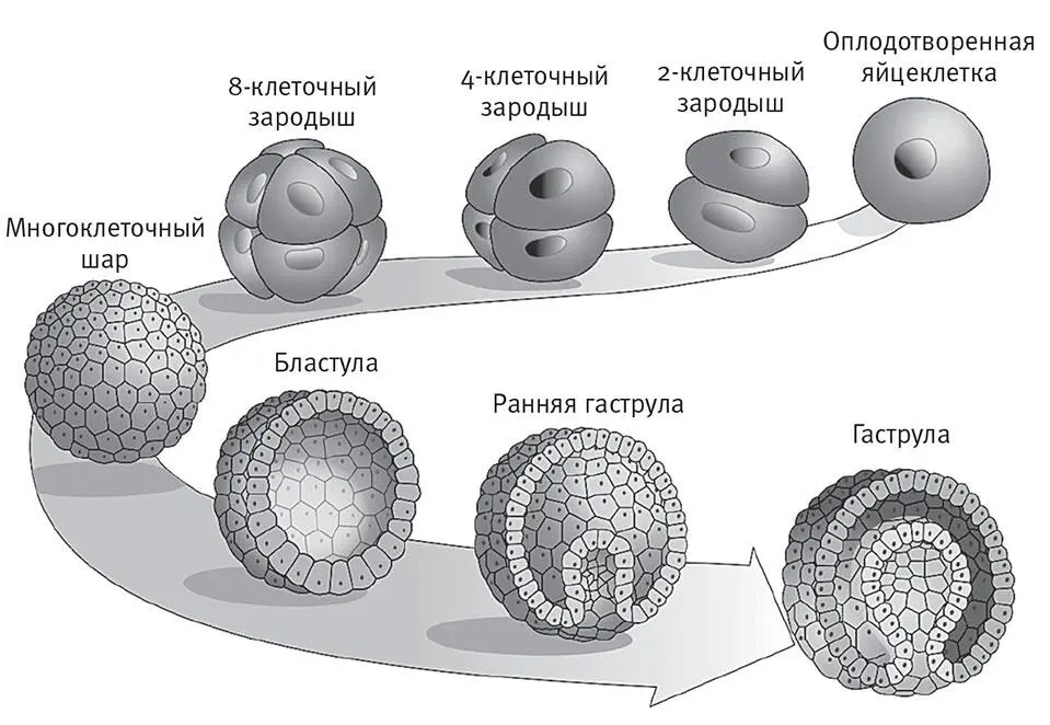 По мере того как клетки продолжают делиться их число все возрастает Но мячик - фото 6