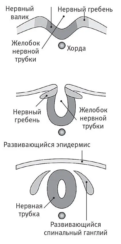 После гаструляции происходит еще один в чемто подобный ей процесс - фото 7