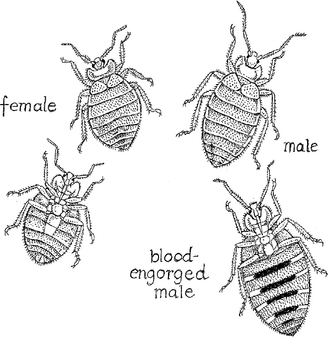 Постельные клопы представляют подвид полужесткокрылых лат Heteroptera а - фото 77