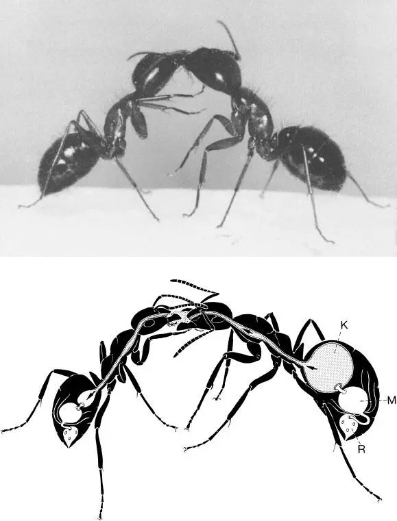 Двое рабочих муравьёвдревоточцев Camponotus floridanus обмениваются жидкой - фото 15
