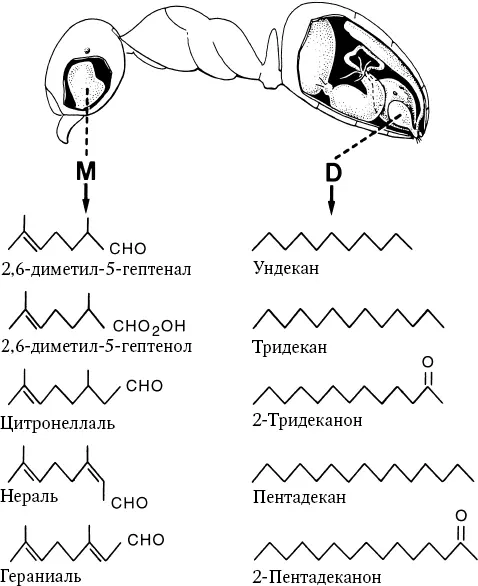 Рабочие подземного муравья Lasius Acanthomyops claviger извещают колонию об - фото 18