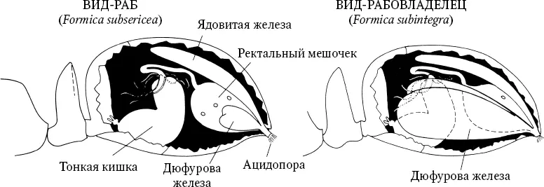 Американский муравейрабовладелец Formica subintegra использует вещества - фото 39