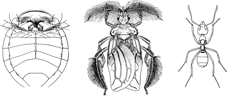 Индонезийский клопхищнец Ptilocerus ochraceus в центре и его жертва - фото 41