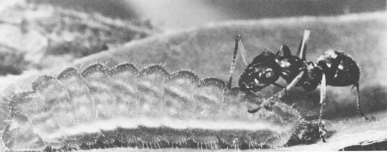 Рабочие муравьи Formica fusca ухаживают за личинками бабочкиголубянки - фото 47