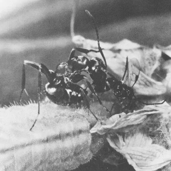 Рабочие муравьи Formica fusca ухаживают за личинками бабочкиголубянки - фото 48