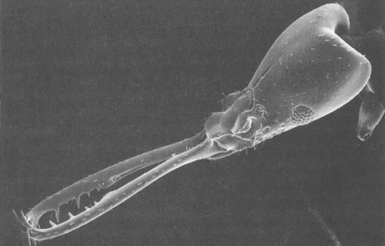 Рабочий муравей центральноамериканского вида Acanthognathus обладающий - фото 58