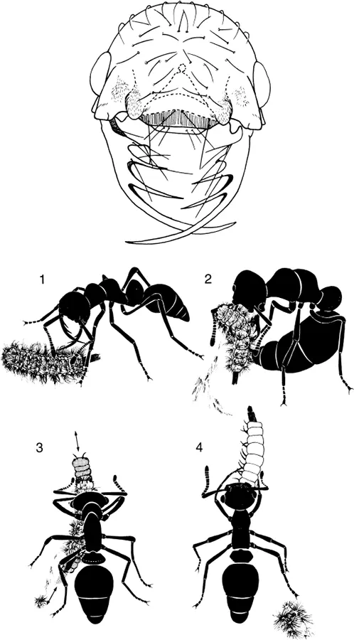 Тропический американский вид Thaumatomyrmex один из самых редких муравьёв в - фото 60