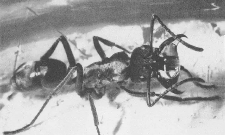 Рабочий Pachycondyla villosa приносит в гнездо каплю воды чтобы поделиться ею - фото 61