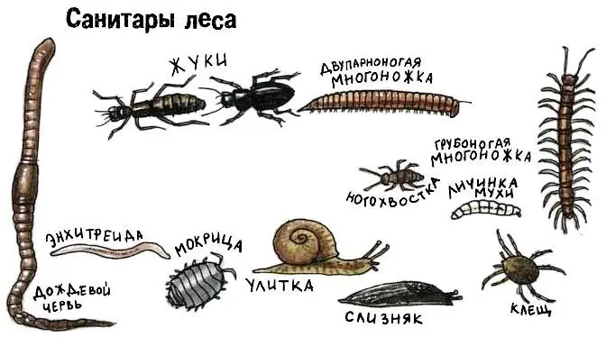 Чтобы поймать их понадобится сито которое запросто можно сделать самому если - фото 64