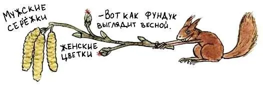 Фундук к Рождеству В сентябре начинают созревать лесные орехи Собирать их - фото 72