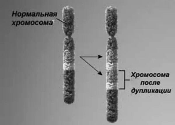 Дупликация Инверсия кольцевые хромосомы возникающие при разрывах в обоих - фото 19