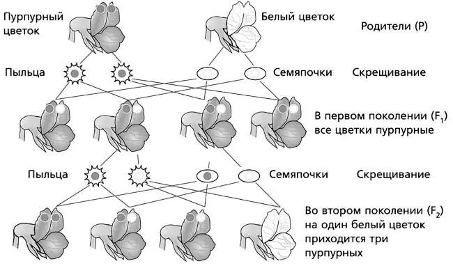 Схема опыления и результатов скрещивания гороха с пурпурными цветками и белыми - фото 34
