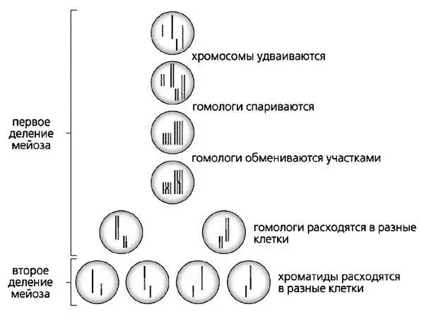 Мейоз Давайте подведем итог сказанному и сделаем одно важное уточнение - фото 36