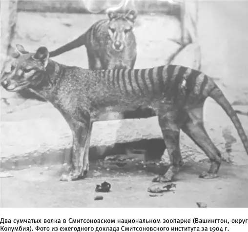 И теперь мы подошли к самому главному Конвергентная эволюция явление не - фото 6
