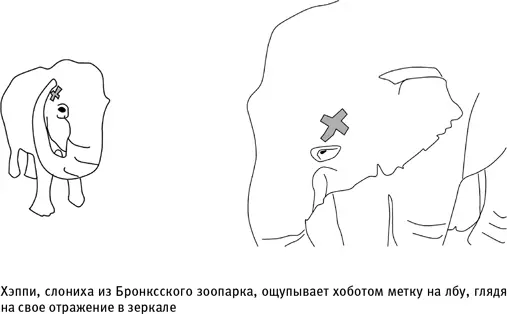 В ходе этого исследования Хэппи не проявляла никакого интереса к метке - фото 32