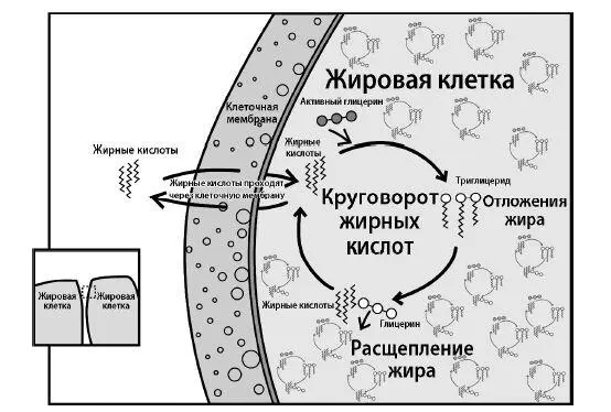 Молекулы жирных кислот достаточно маленькие чтобы просачиваться через мембраны - фото 75
