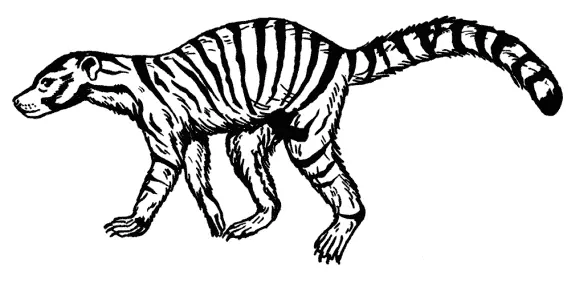 Chriacus Предками непарнокопытных могли быть представители Phenacodontidae - фото 4