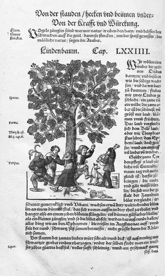 Липа в гербарии Бока Kreuter Buch 1546 Under der linden an der heide dâ - фото 10
