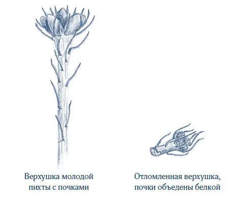 Я поспешил в дом чтобы согреться у печки и подпитать собственный метаболизм - фото 8