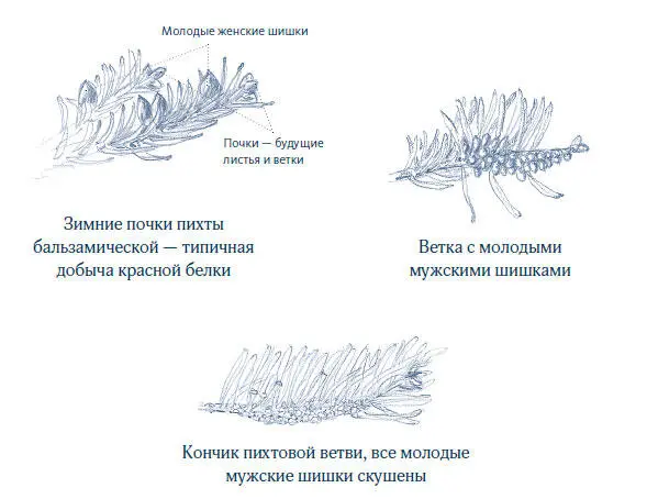 Большая часть туши была засыпана снегом который ктото сгреб лапами со всех - фото 9