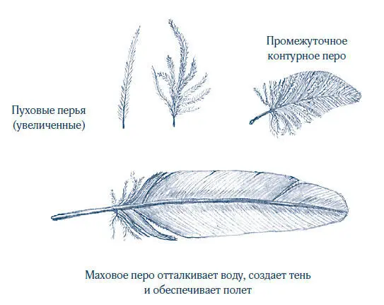 На некоторых ископаемых нелетающих динозаврах можно видеть пучки похожих на - фото 26