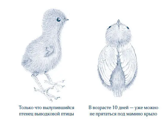 Я не говорю что еще одна гипотеза о том что плоские перья на передних - фото 28