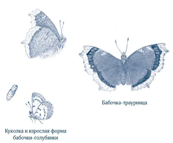 Одно из насекомых которые остаются и зимуют в виде взрослой формы на - фото 42