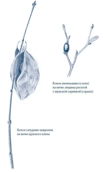Некоторые насекомые зимуют в виде куколки в ничем не укрытом коконе Я захотел - фото 44