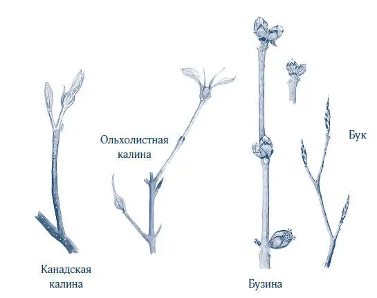 Когда на улице бушует метель и стоит мороз ниже 15 C банка с ветками - фото 66