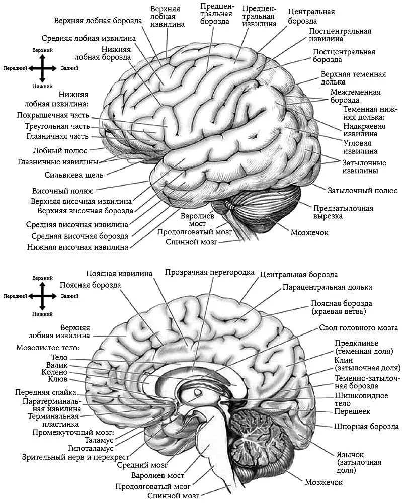 Рис 17 Среднесагиттальная проекция мозга Рис 18 Вентральная проекция - фото 18