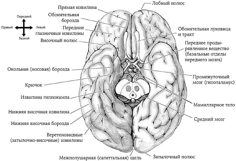 Рис 18 Вентральная проекция мозга Рис 19 Дорзальная проекция мозга - фото 19