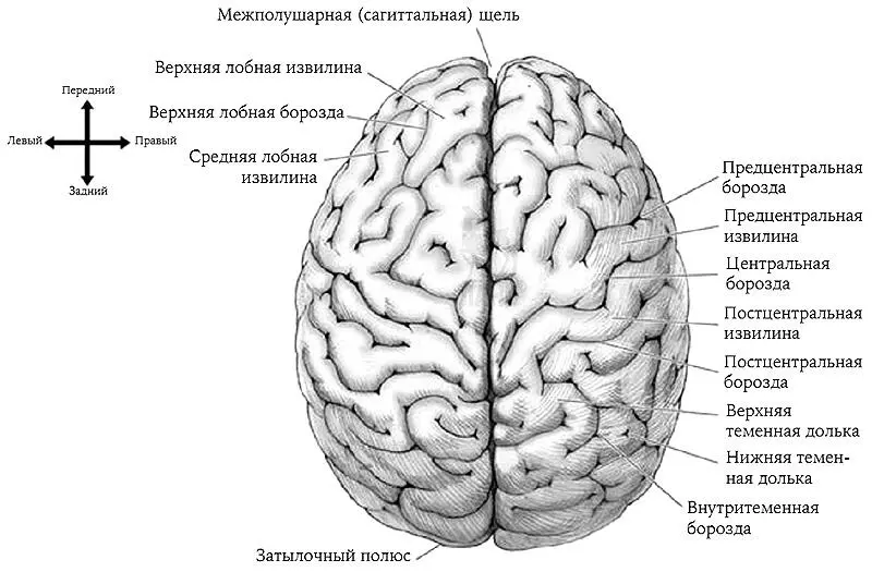 Рис 19 Дорзальная проекция мозга Более подробное представление о - фото 20
