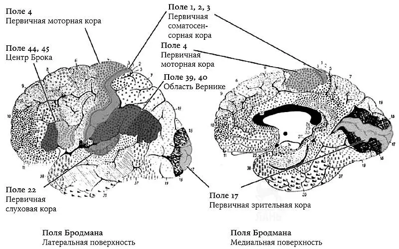 Рис 20 Цитоархитектонические поля Бродмана На основании - фото 21