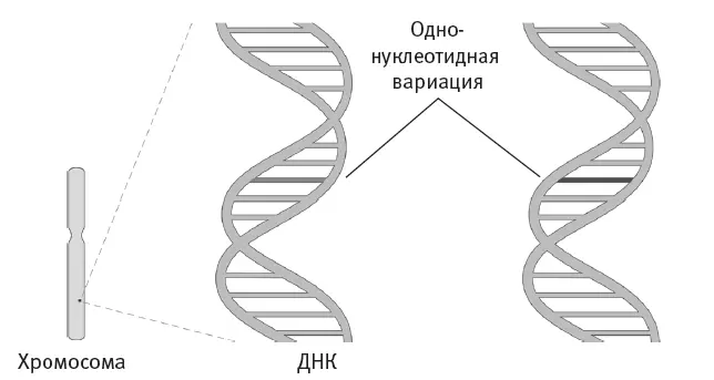 Рис 27Однонуклеотидная вариация Рис 28Вариации числа копий делеция и - фото 14