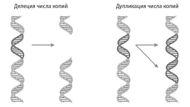 Рис 28Вариации числа копий делеция и дупликация сегмента ДНК Изучая - фото 15
