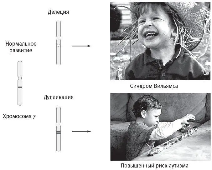 Рис 29Вариации числа копий делеция определенного сегмента хромосомы 7 - фото 16