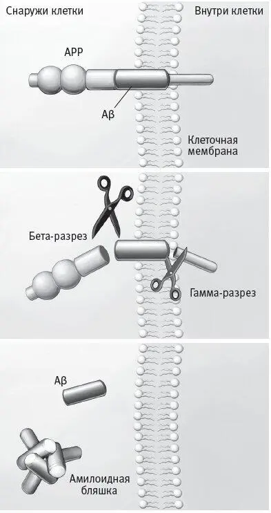 Рис 57Схема образования амилоидной бляшки Предшественник бетаамилоида - фото 31