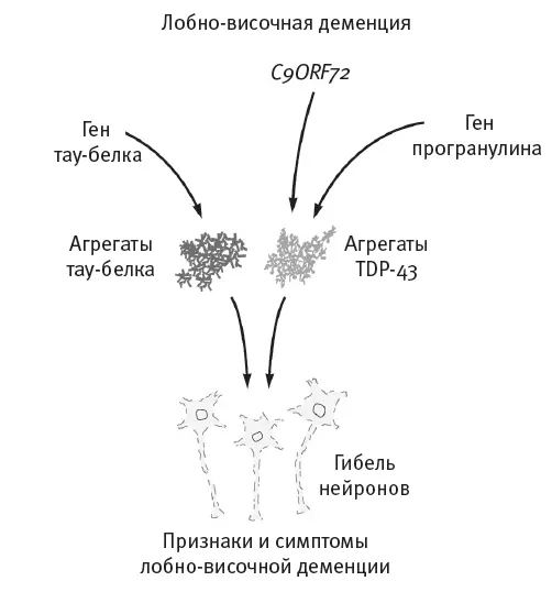 Рис 511Лобновисочную деменцию вызывают мутации трех генов Мутантный ген - фото 35