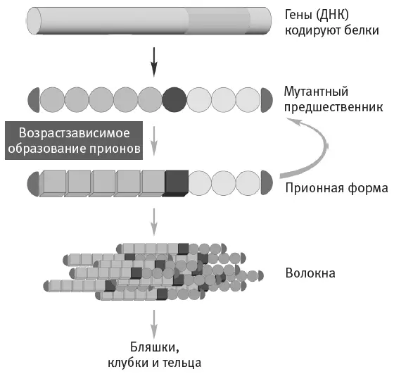 Рис 77Возрастзависимое формирование прионов мутантные белкипредшественники - фото 42