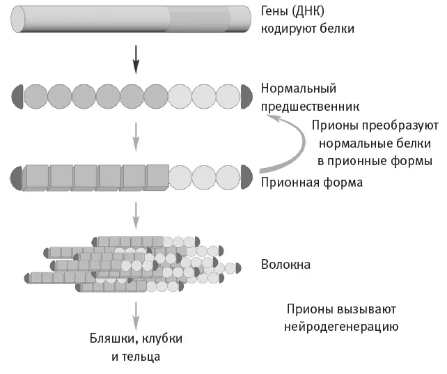 Рис 78Неправильный фолдинг преобразует нормальные белкипредшественники в - фото 43