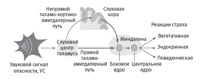 Рис 85Схема нейронной сети обусловленной реакции страха начинается с - фото 50