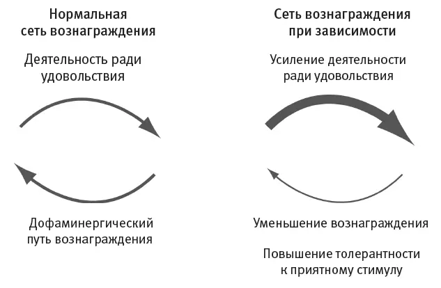 Рис 92Зависимость выводит из строя нормальную сеть вознаграждения мозга - фото 55