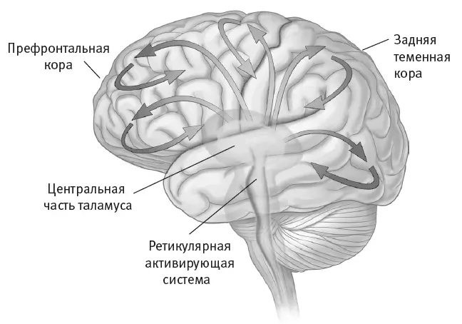 Рис 113Ретикулярная активирующая система передает сенсорную информацию - фото 62